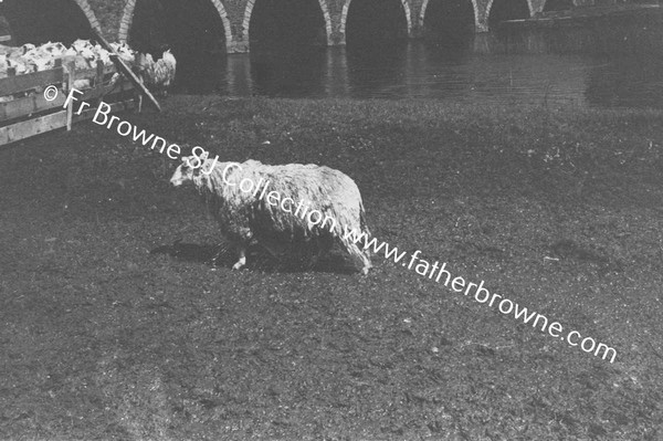 SHEEP WASHING IN RIVER BARROW